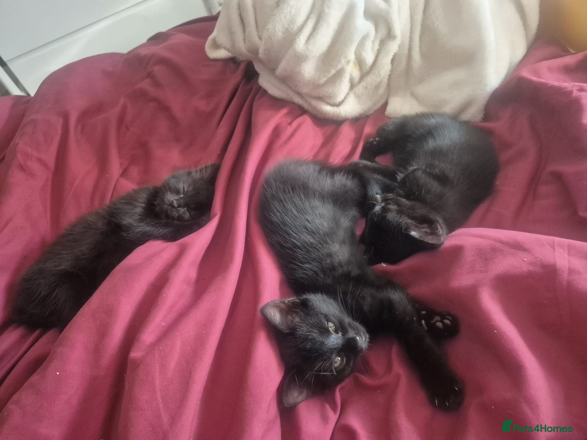 Mixed Breed cats 3 beautiful loving and playful kittens for sale - Advert 1