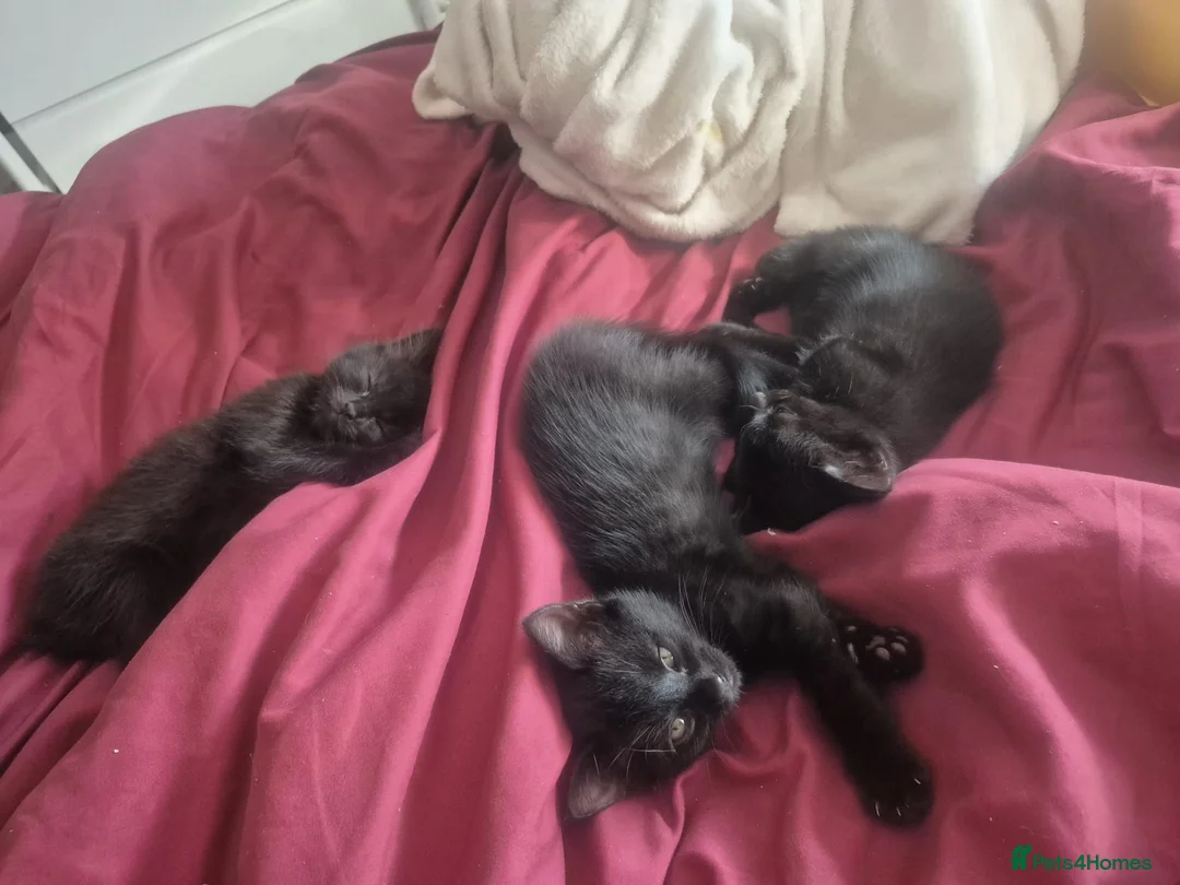 Mixed Breed cats for sale: 3 beautiful loving and playful kittens for sale - Advert 1