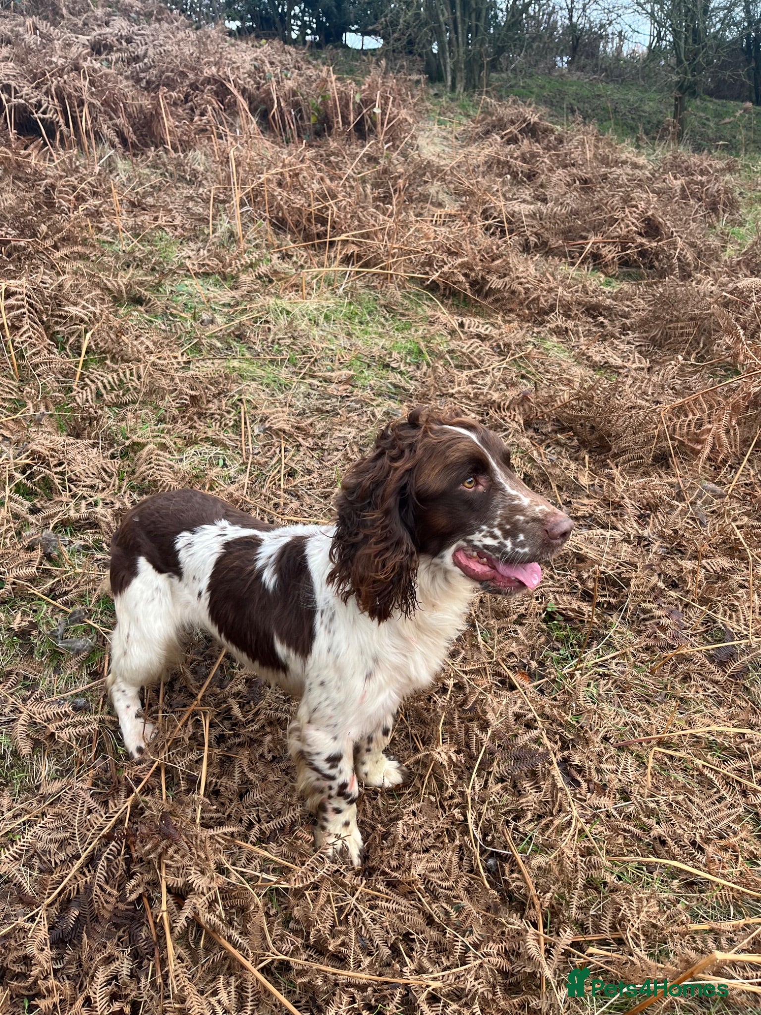 English Springer Spaniel dogs KC reg liver & white springer stud  - Advert 7