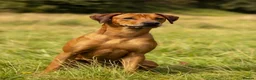 Rhodesian Ridgeback dogs for sale: KC Rhodesian Ridgebacks: Fully Health Tested! - Advert 17