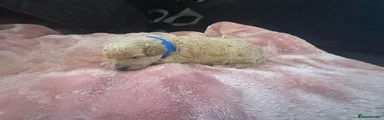 Miniature Poodle Puppy 4
