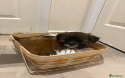 Lhasa Apso dogs for sale: Full bred Lhasa apso puppies  - Advert 11