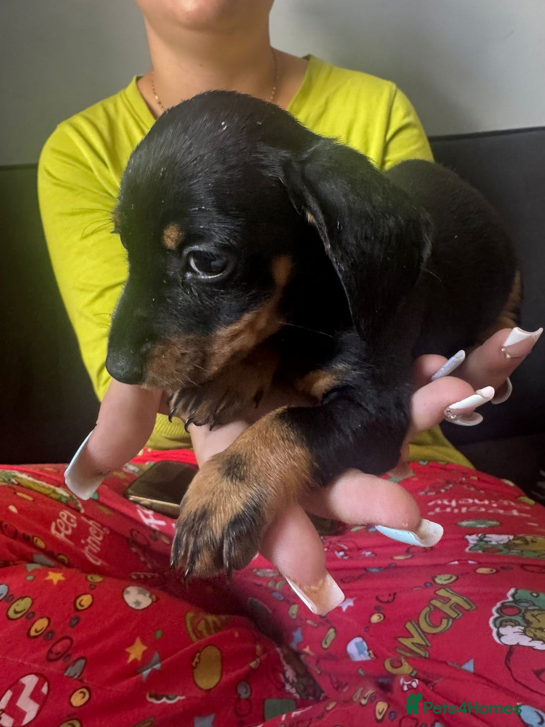 Chihuahua dogs for sale: Miniature dashshund Only 8 weeks old - Image 11