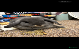 Mini Lop rabbits for sale: Mini Lop  - Image 2