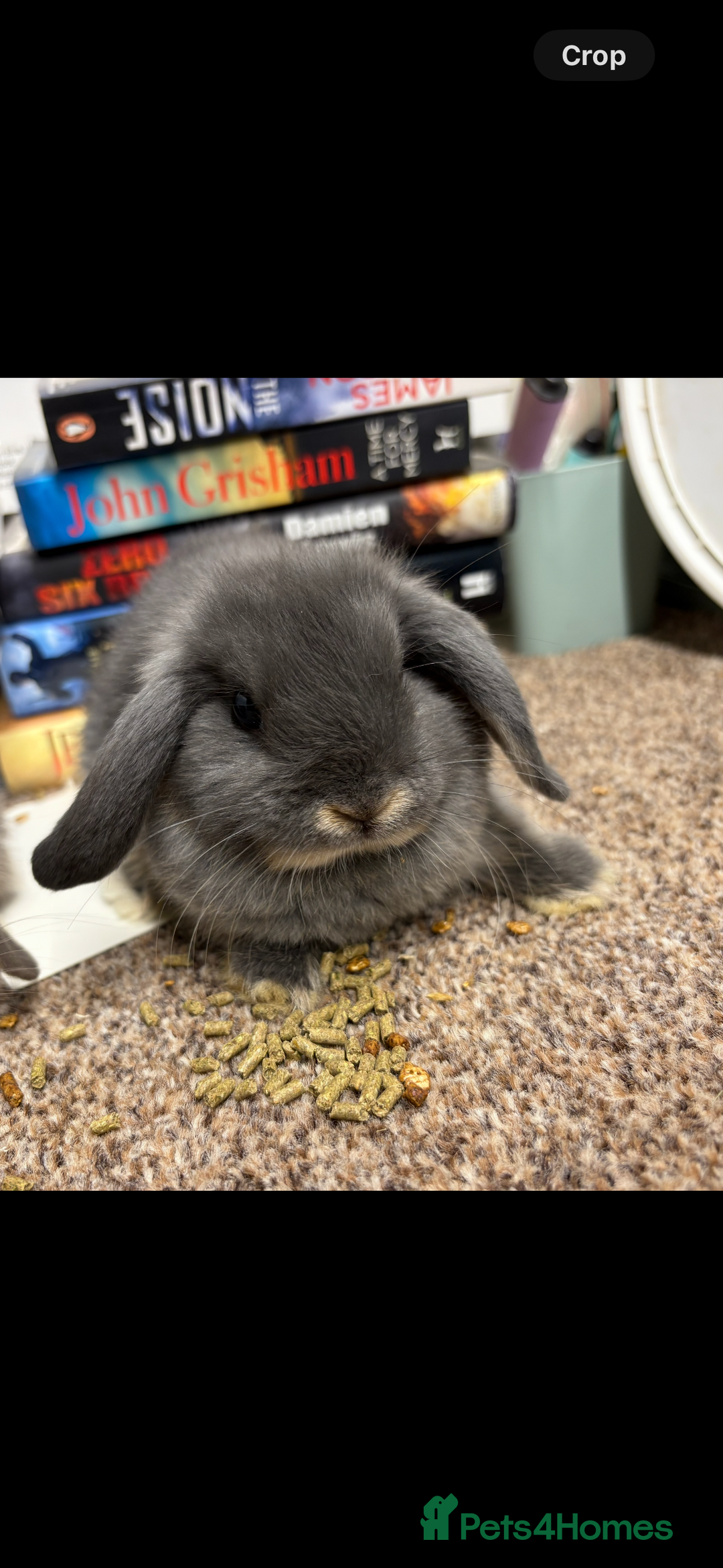 Mini Lop rabbits for sale: Mini Lop  - Image 2