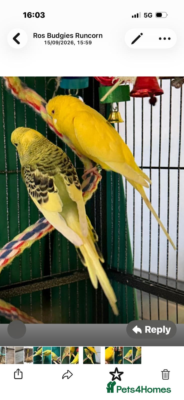 Budgerigars birds Young budgies indoor raised   Runcorn wa7   - Advert 2