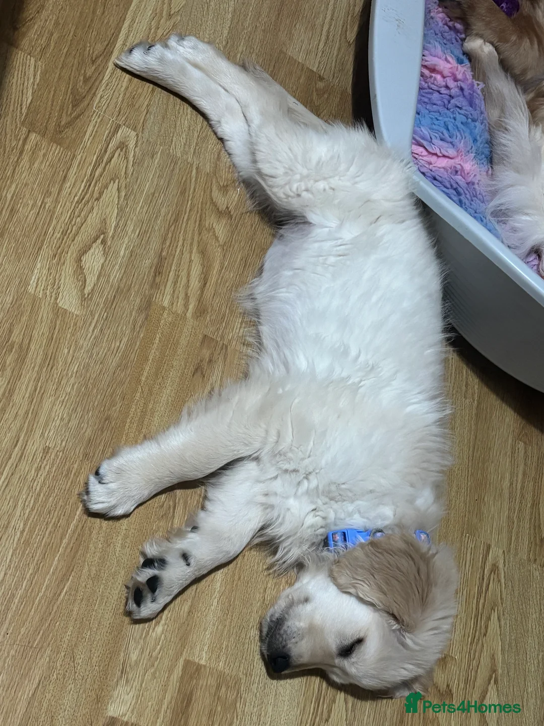 Golden Retriever dogs for sale: Golden retriever female 3 months old  - Advert 3