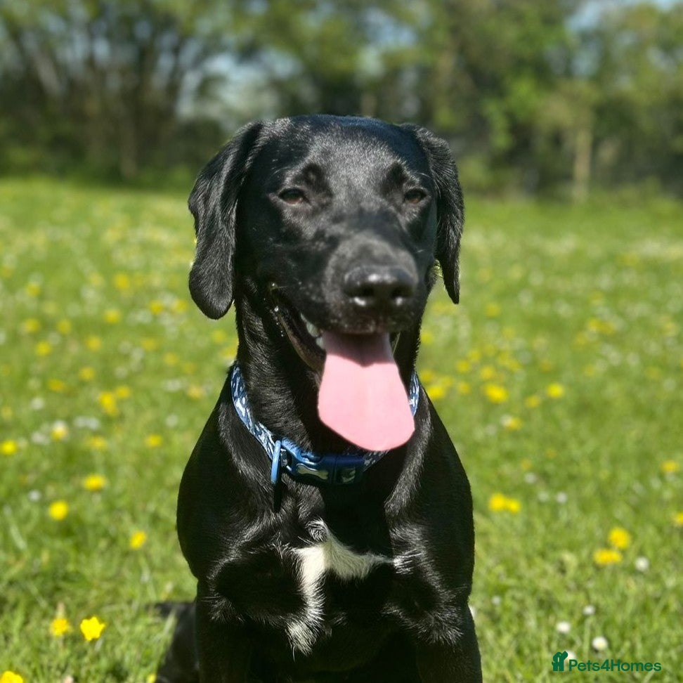 Mixed Breed dogs Jessie - Springador - Advert 1