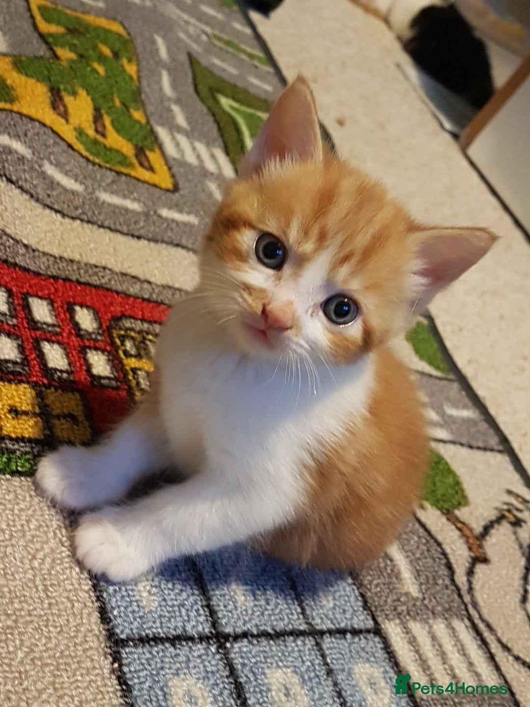 Mixed Breed cats for sale: Cute,funny,playful andenergetic cats in Northampton - Image 3