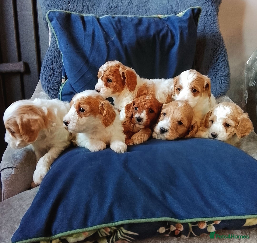 Cavapoo dogs for sale: F1b Cavapoo Puppies  - Advert 3
