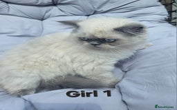 Persian cats for sale: PERSIAN HIMALAYAN Kittens for Sale!   - Image 14