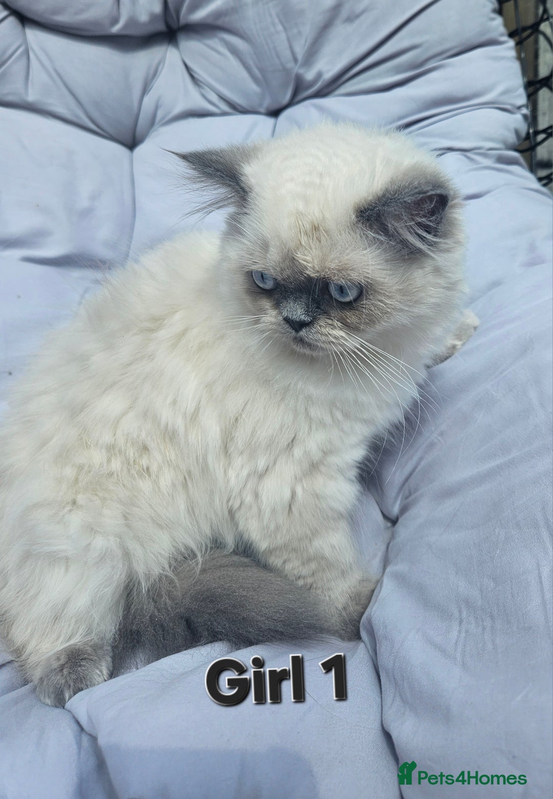 Persian cats for sale: PERSIAN HIMALAYAN Kittens for Sale!   - Image 14