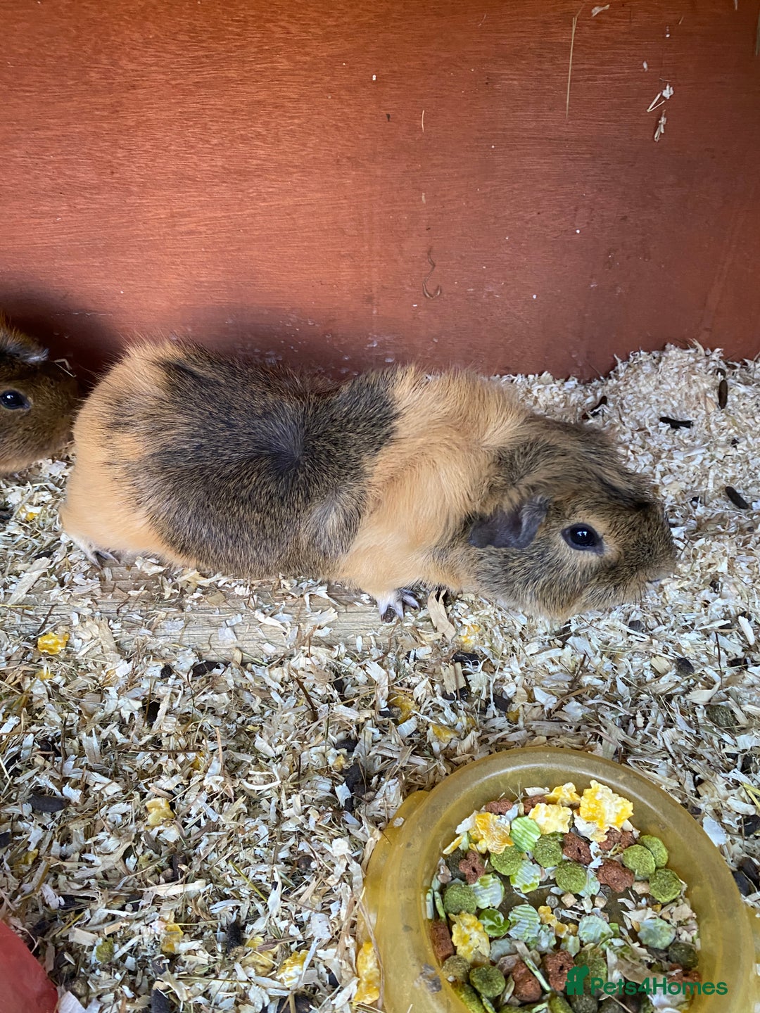 English rabbits for sale: Male guinea pigs 2and half years old - Advert 2