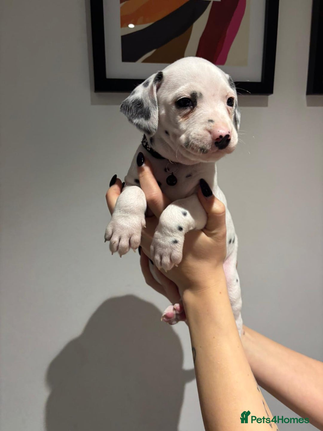 Dalmatian dogs for sale: Dalmatians for Sale (Last 2 Boys Left) - Advert 21