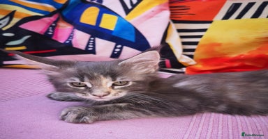 Maine Coon cats - Advert 3
