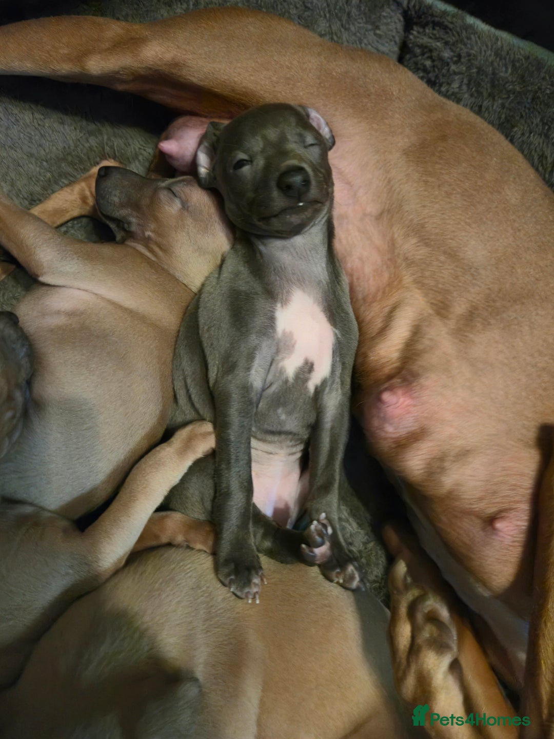 Italian Greyhound dogs for sale: Quality KC Registered Italian Greyhound puppies - Advert 3
