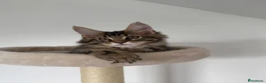 Brown Tabby Boy 2