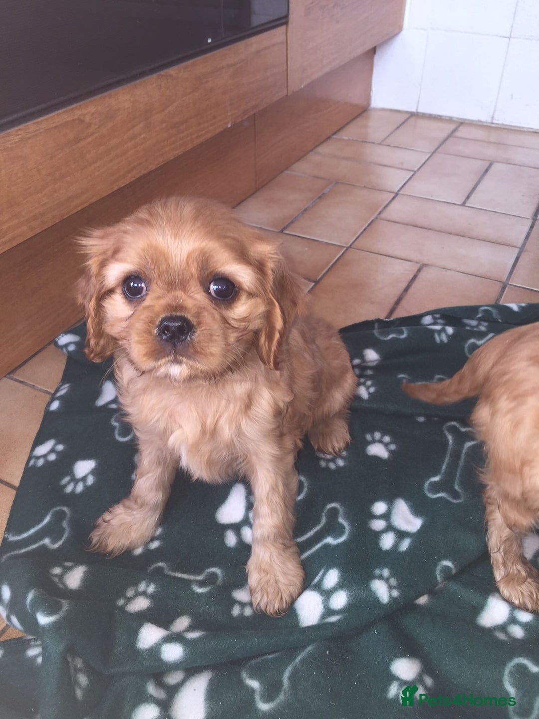 Cavalier King Charles Spaniel dogs for sale: Cavalier King Charles 6 month male - Advert 5