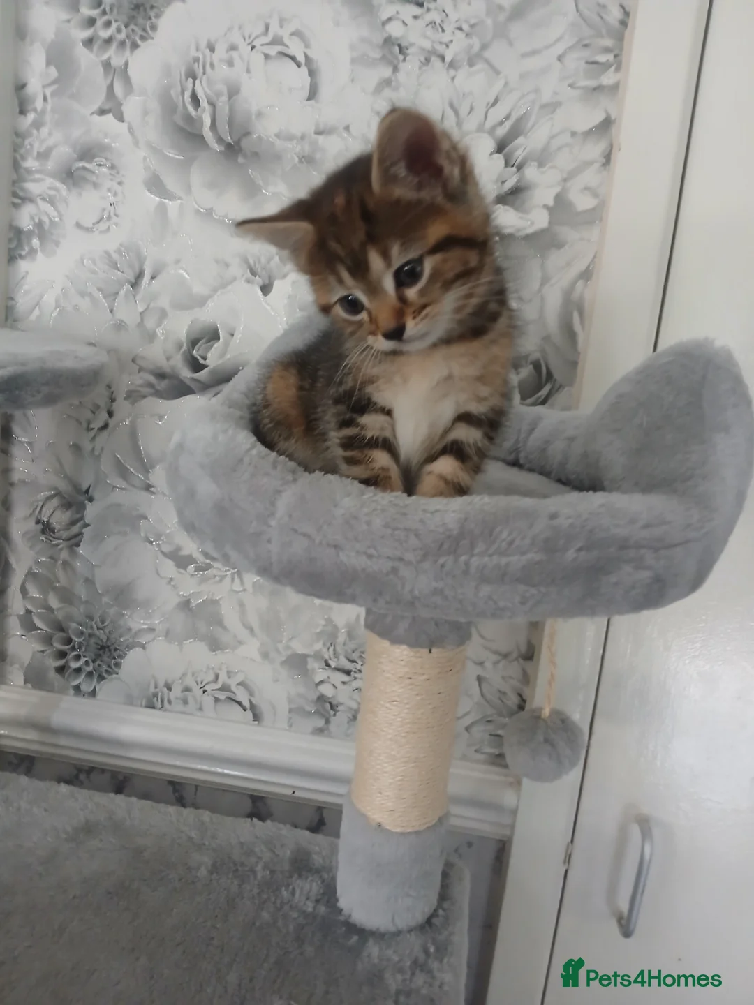Mixed Breed cats for sale: 9 week old kittens  - Advert 1