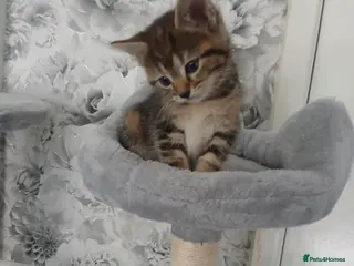 Mixed Breed cats 9 week old kittens - Advert 3