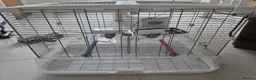 Lovebirds birds for sale: Lovebird Breeding Setup - Chicks, Eggs & Cages - Advert 9