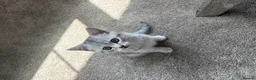 British Shorthair cats for sale: Lovely male kitten  - Advert 7