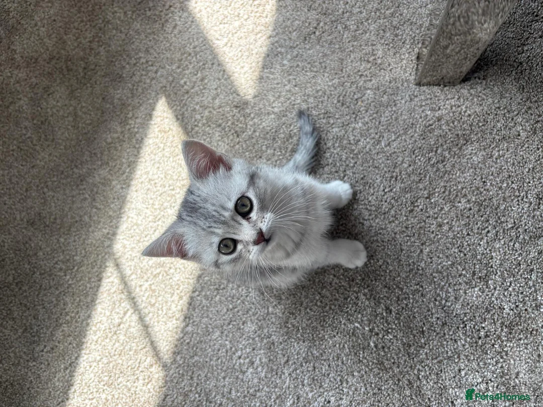 British Shorthair cats for sale: Lovely male kitten  - Advert 7