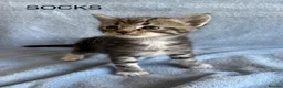 Maine Coon cats for sale: 1/2 Maine Coon Fluffy Tabby Kittens!  - Advert 9