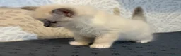 Ragdoll cats for sale: Perfect Blue Point Ragdoll kittens. - Advert 8