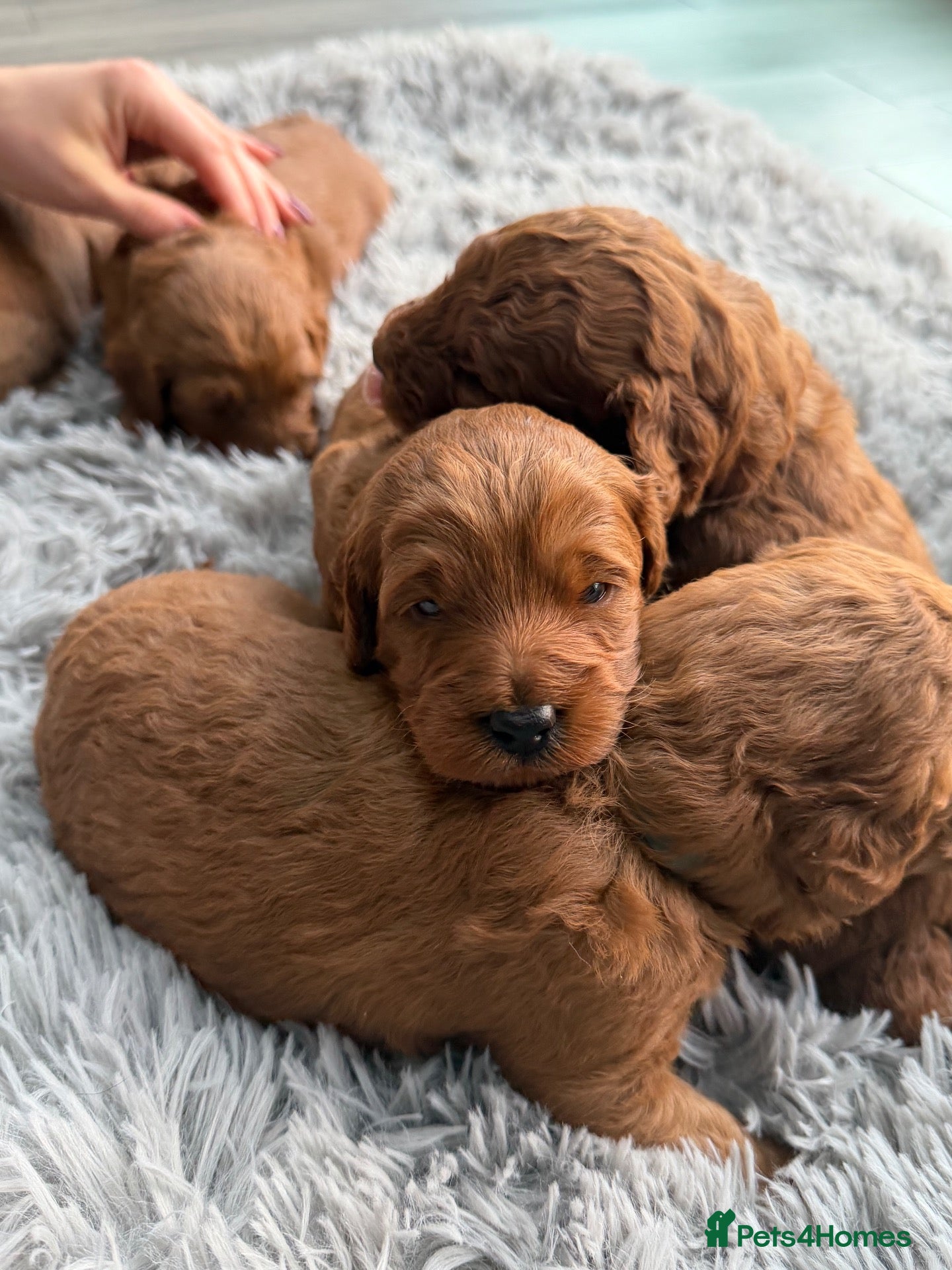 Labradoodle dogs for sale: ** 5 *Beautiful Labradoodles Ready 29th November * - Advert 2