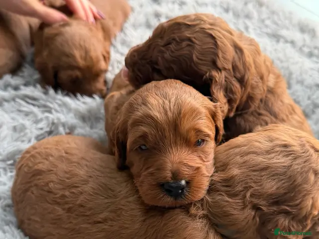 Labradoodle dogs for sale: ** 5 Beautiful Labradoodles Ready 29th November ** - Advert 2