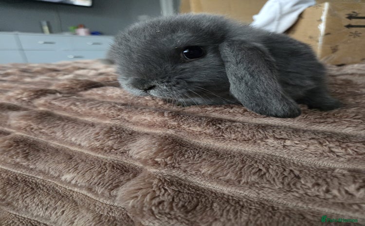 Mini Lop rabbits 2 boys min lops - Advert 20