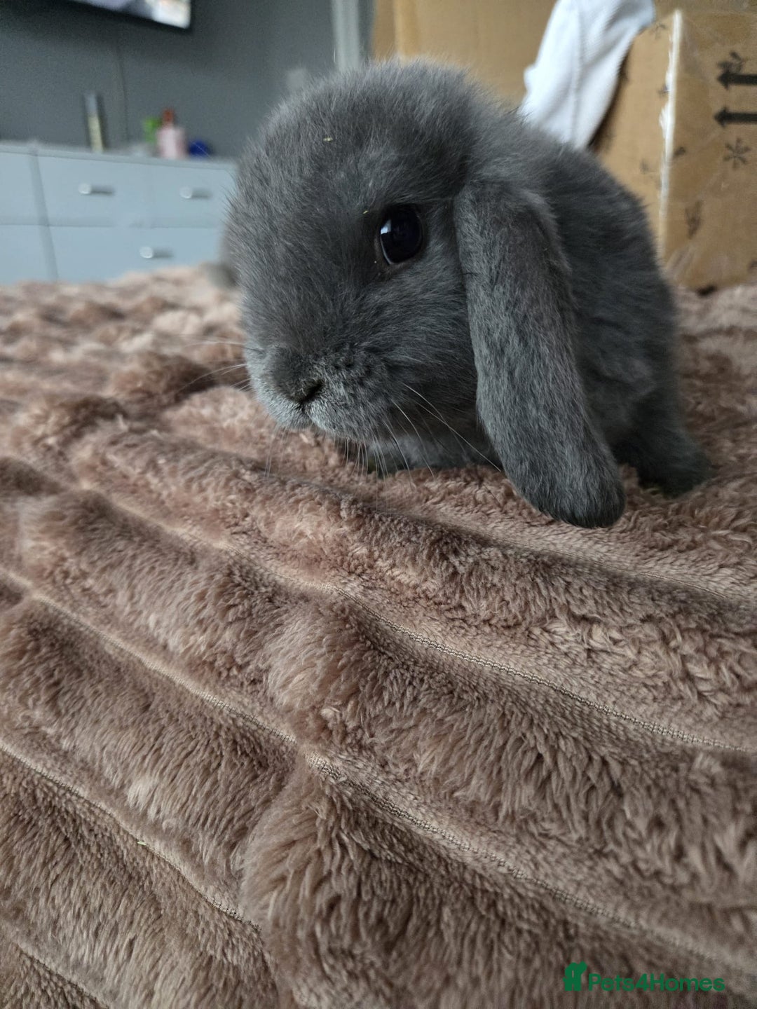 Mini Lop rabbits for sale: 2 boys min lops - Advert 1