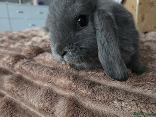 Mini Lop rabbits for sale: 2 boys min lops - Advert 1