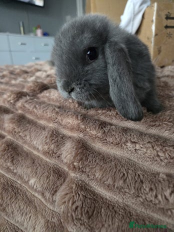 Mini Lop rabbits 2 boys min lops - Advert 20