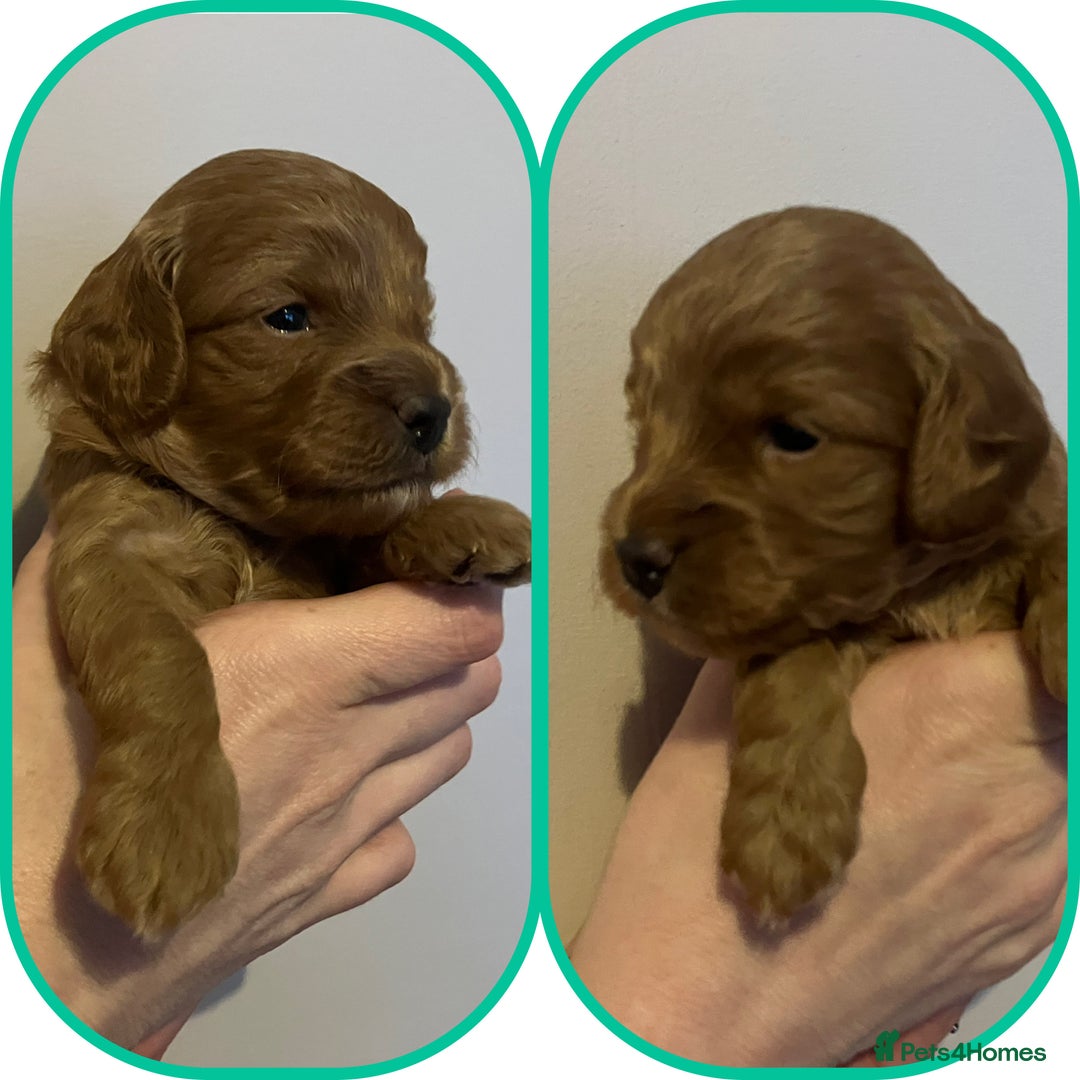 Cavapoo dogs for sale: Outstanding F1B Cavapoos - Health Tested Parents  - Advert 11