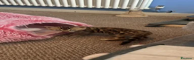 Brown female 2
