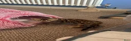 Bengal cats for sale: Pedigree Bengal Kittens, Ready from 20th October - Advert 8