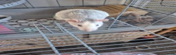 Rat rodents for sale: 2 male rats and cage - Advert 3