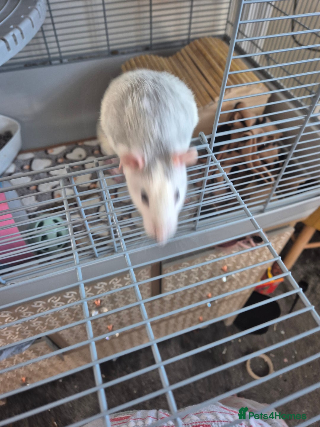 Rat rodents for sale: 2 male rats and cage - Advert 3