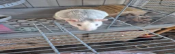 Rat rodents for sale: 2 male rats and cage - Advert 3