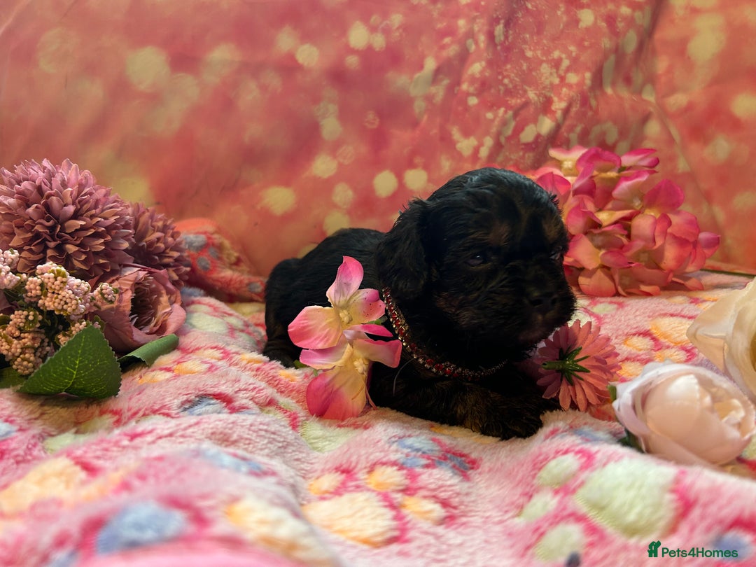 Cavapoo dogs for sale: F1 Cavapoo puppies 🐶  - Advert 15