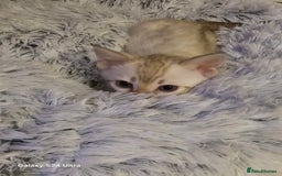 Bengal cats for sale: 3 beautiful pure snow bengal kitten  - Image 6