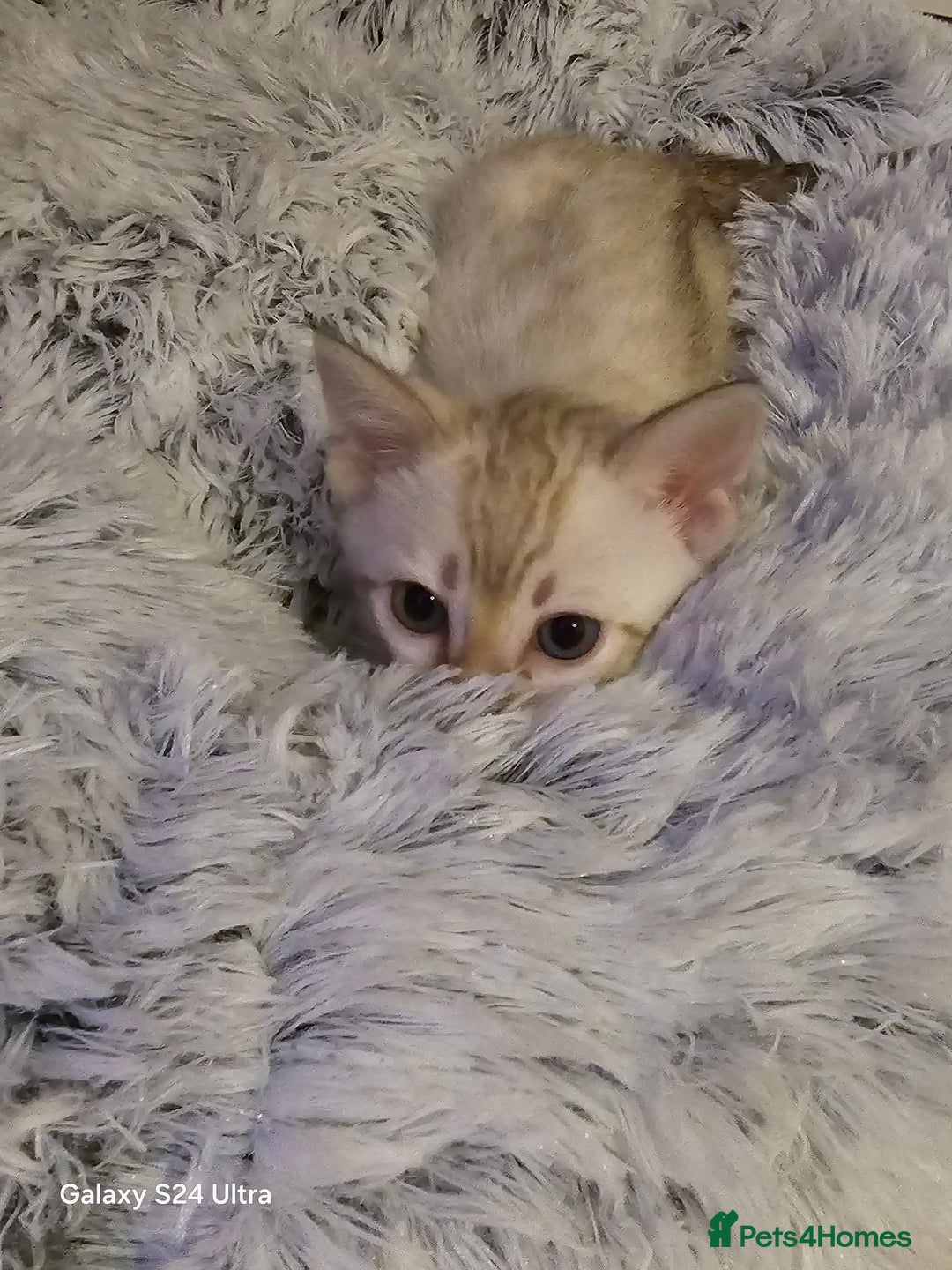 Bengal cats for sale: 3 beautiful pure snow bengal kitten  - Image 6