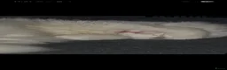 Domestic Shorthair cats for sale: Male cat  - Advert 2