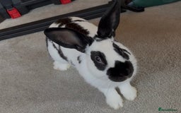 English Spot rabbits for sale: 6 month old English spot male rabbit  - Image 2
