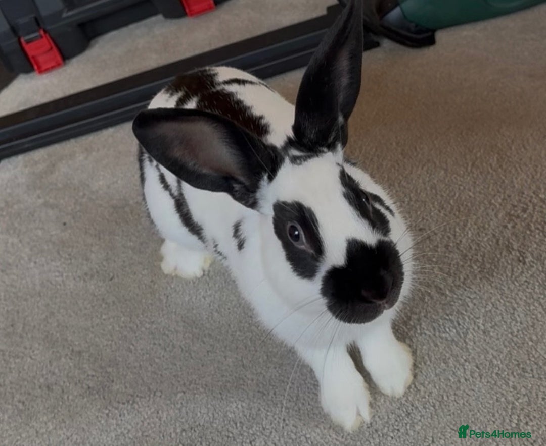 English Spot rabbits for sale: 6 month old English spot male rabbit  - Image 2