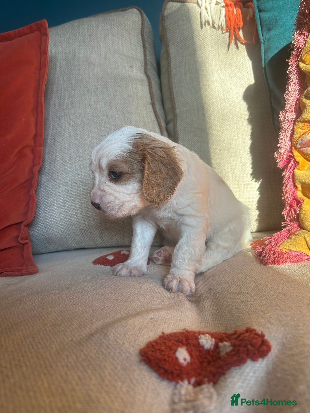 Cockalier dogs for sale: Beautiful Litter of Cavalier King Charles X Cocker - Advert 23