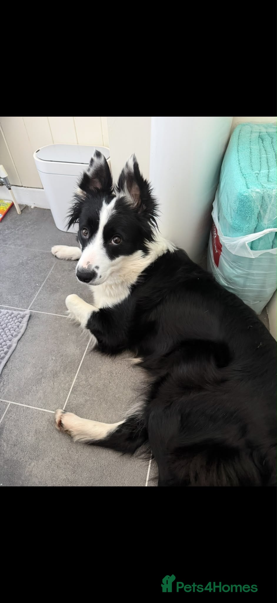 Border Collie dogs Coco - 3 year old female  - Advert 1