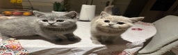 British Longhair cats for sale: Gorgeous British shorthair kittens - Advert 1